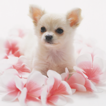 chiwawa1.png
